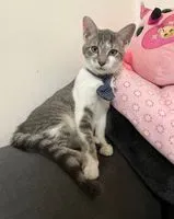 EMERGENCY: Cat found in Aulnay-sous-Bois