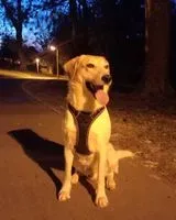 URGENCE : Chien trouvé(e) à Position inconnue