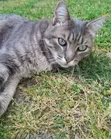 Chat perdu(e) à Nantes