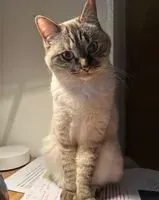 Cat lost in Rezé