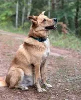 Perro perdido(a) en Lambrecht