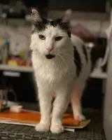 NOTFALL: Katze in Villejuif verloren