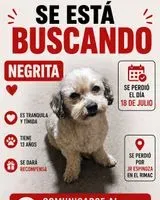 Hund in Lima verloren