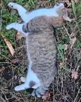 EMERGENCY: Cat found in Geneston