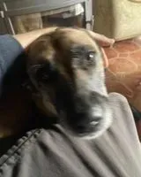 URGENCIA: Perro encontrado(a) en Baugé-en-Anjou
