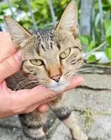 EMERGENCY: Cat found in Florianópolis