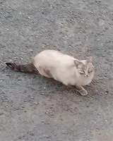 URGENCE : Chat aperçu(e) à Cambes