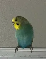 NOTFALL: Vogel in Cenon verloren