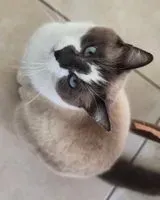 Katze in La Planche verloren