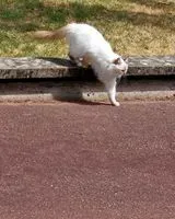 Cat found in Nantes