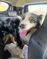 URGENZA: Cane trovato(a) a Bouliac