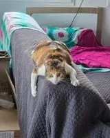 Cat lost in Nantes