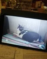 EMERGENCY: Cat lost in Le Péage-de-Roussillon