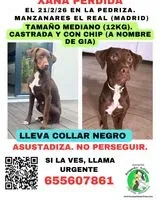 NOTFALL: Hund in Manzanares el Real verloren