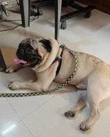Dog lost in Bengaluru