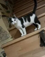 Gatto smarrito(a) a Vieillevigne