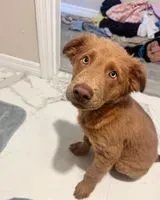 EMERGENCY: Dog lost in Unknown location