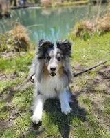 EMERGENCY: Dog lost in Unknown location