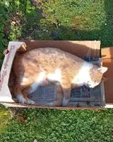 URGENCE : Chat trouvé(e) à Crossac