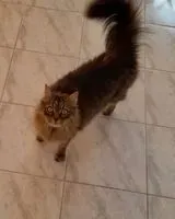 NOTFALL: Katze in Barcellona Pozzo di Gotto verloren