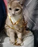 URGÊNCIA: Gato perdido(a) em Temple