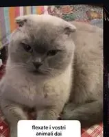 URGENCE : Chat perdu(e) à Galta