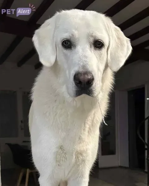 Cão