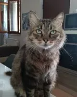 Gato perdido(a) em Presina