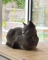 Cat lost in Male