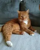 Gato perdido(a) em Saint Paul Mont Penit