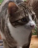 고양이 가 Toulouse 에서 손실되었습니다.