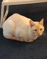 Gato perdido(a) en Vallet