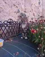 Katze in Mouzillon gefunden