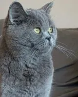 URGENCE : Chat perdu(e) à Royan