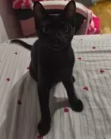 Chat perdu(e) à Zaragoza