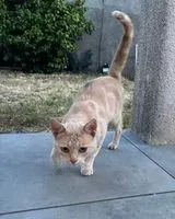Gatto trovato(a) a Vieillevigne
