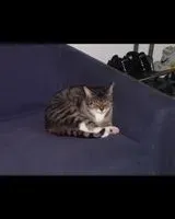 URGENCIA: Gato perdido(a) en Hambourg