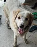 URGENZA: Cane trovato(a) a Johor Bahru
