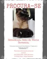 EMERGENCY: Cat lost in Valparaíso de Goiás