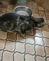 Cat found in Saint-Lumine-de-Clisson