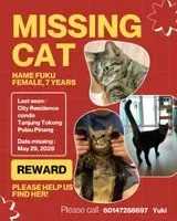 Cat lost in Tanjung Tokong