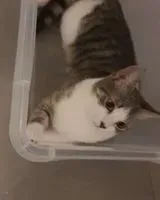 URGENCIA: Gato perdido(a) en Le Mans