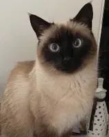 Cat lost in Challans