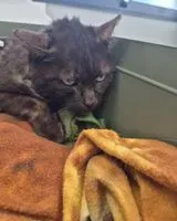 NOTFALL: Katze in La Caillère-Saint-Hilaire gefunden