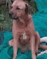 Hund in Montelibretti verloren