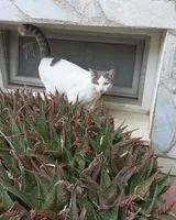 Katze in Roma verloren