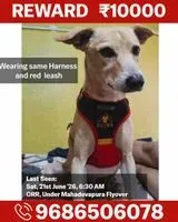 Dog lost in Bengaluru