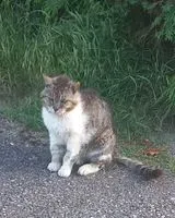 URGENCE : Chat aperçu(e) à Cornillon