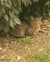 EMERGENCY: Cat seen in Seilh