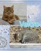 URGENCE : Chat perdu(e) à Plédéliac